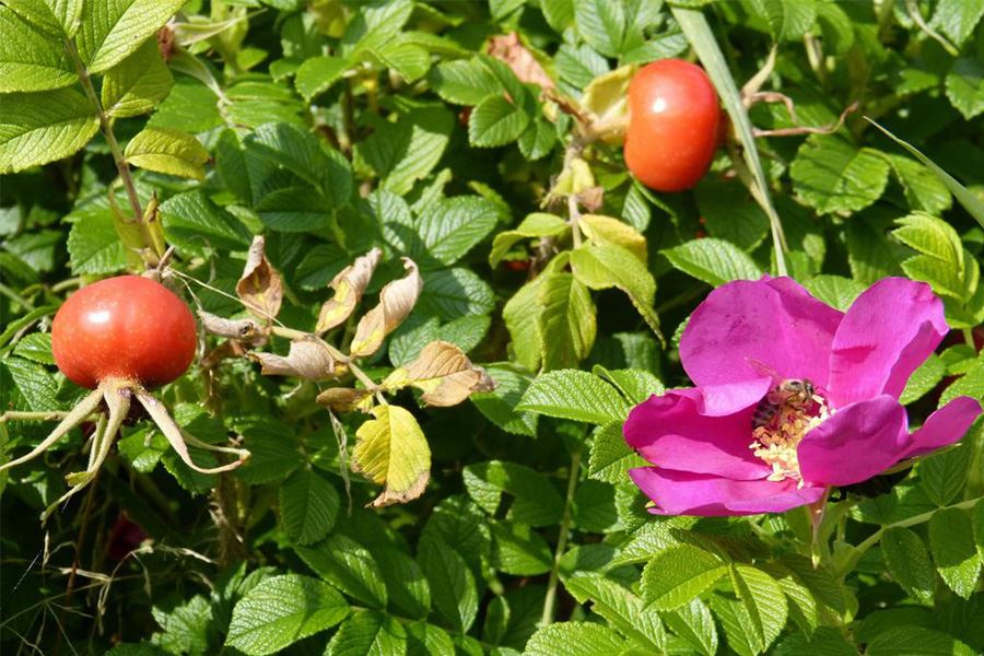 Rosehip fruit