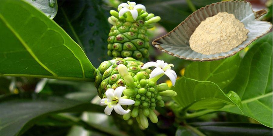 Noni Fruit Powder