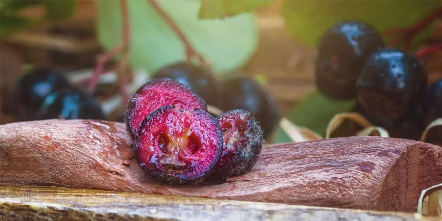 Aronia Chokeberry Extract manufacturers