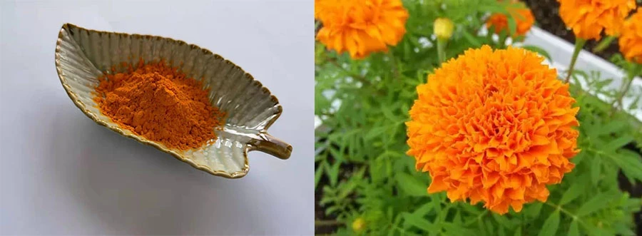 Wholesale Zeaxanthin Powder