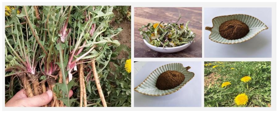 Dandelion Root Extract, Dandelion Powder