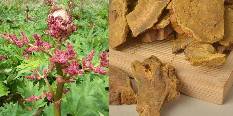 Rhubarb Extract