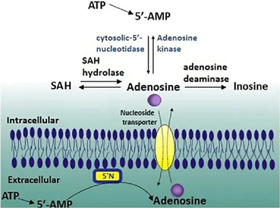 Adenosine Adenosine