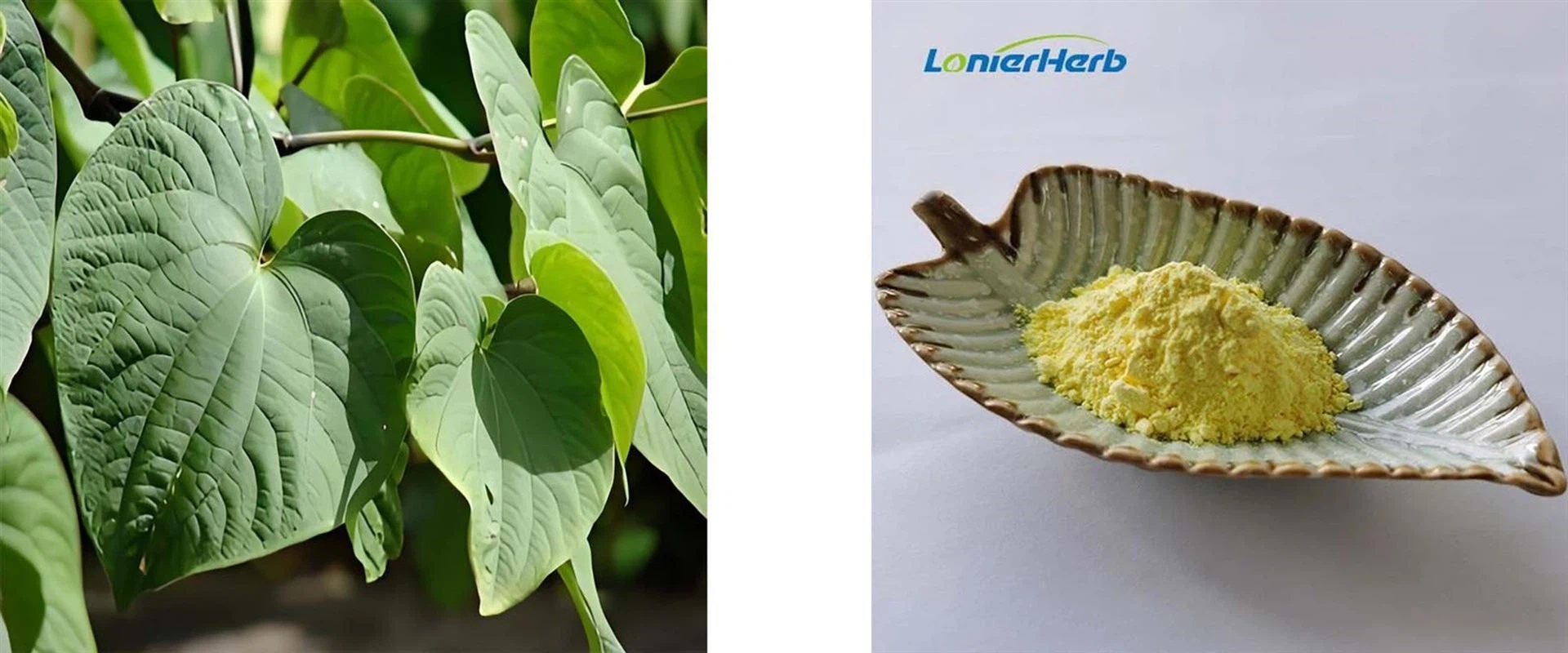 Kava Root Extract Powder Kava Root Extract Powder